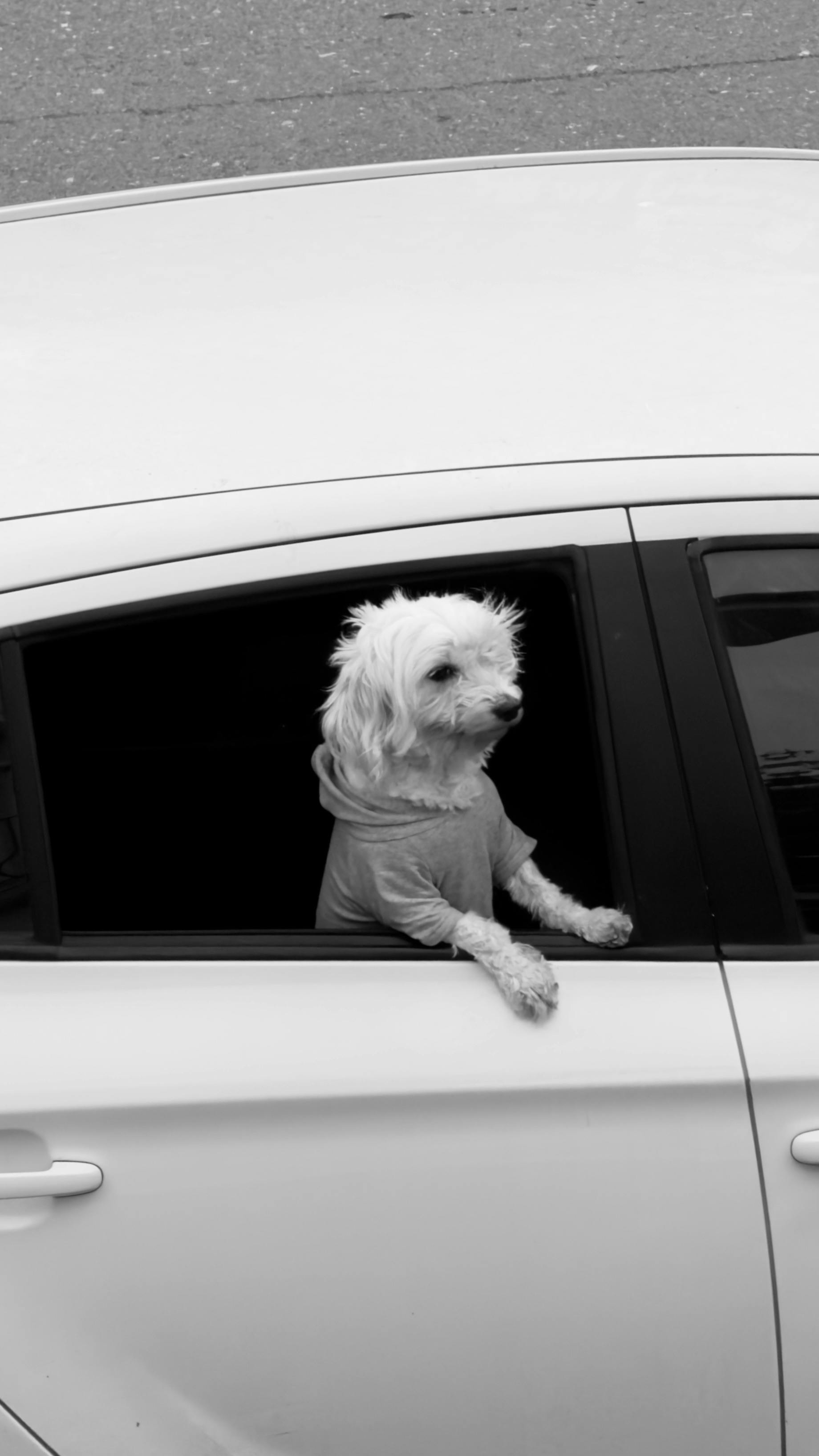 Los Riesgos Reales de Transportar a Tu Mascota en Camión (y Cómo Evitarlos)