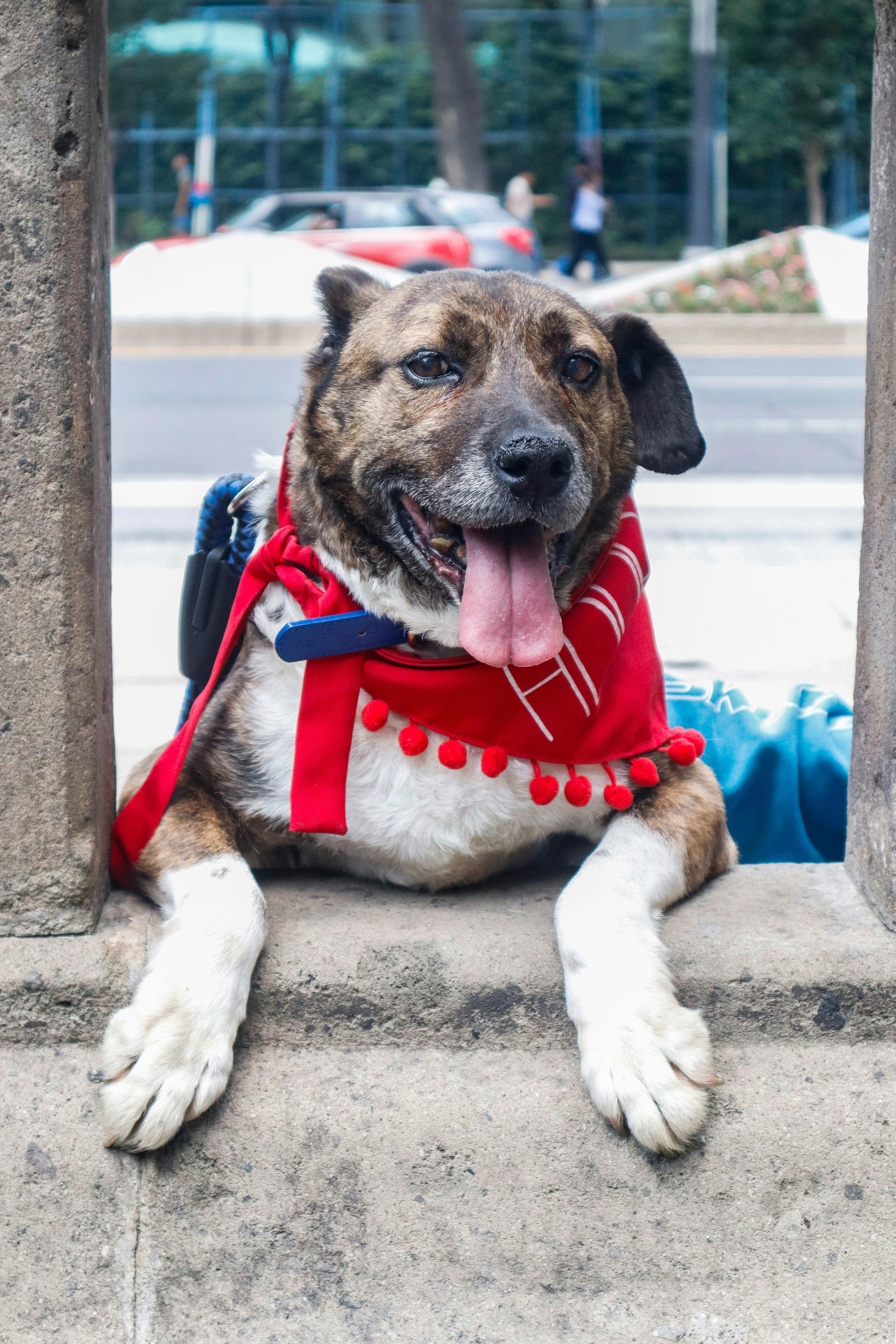 Por Qué Sherpa es la Mejor Opción para Transportar Tu Mascota entre Ciudades