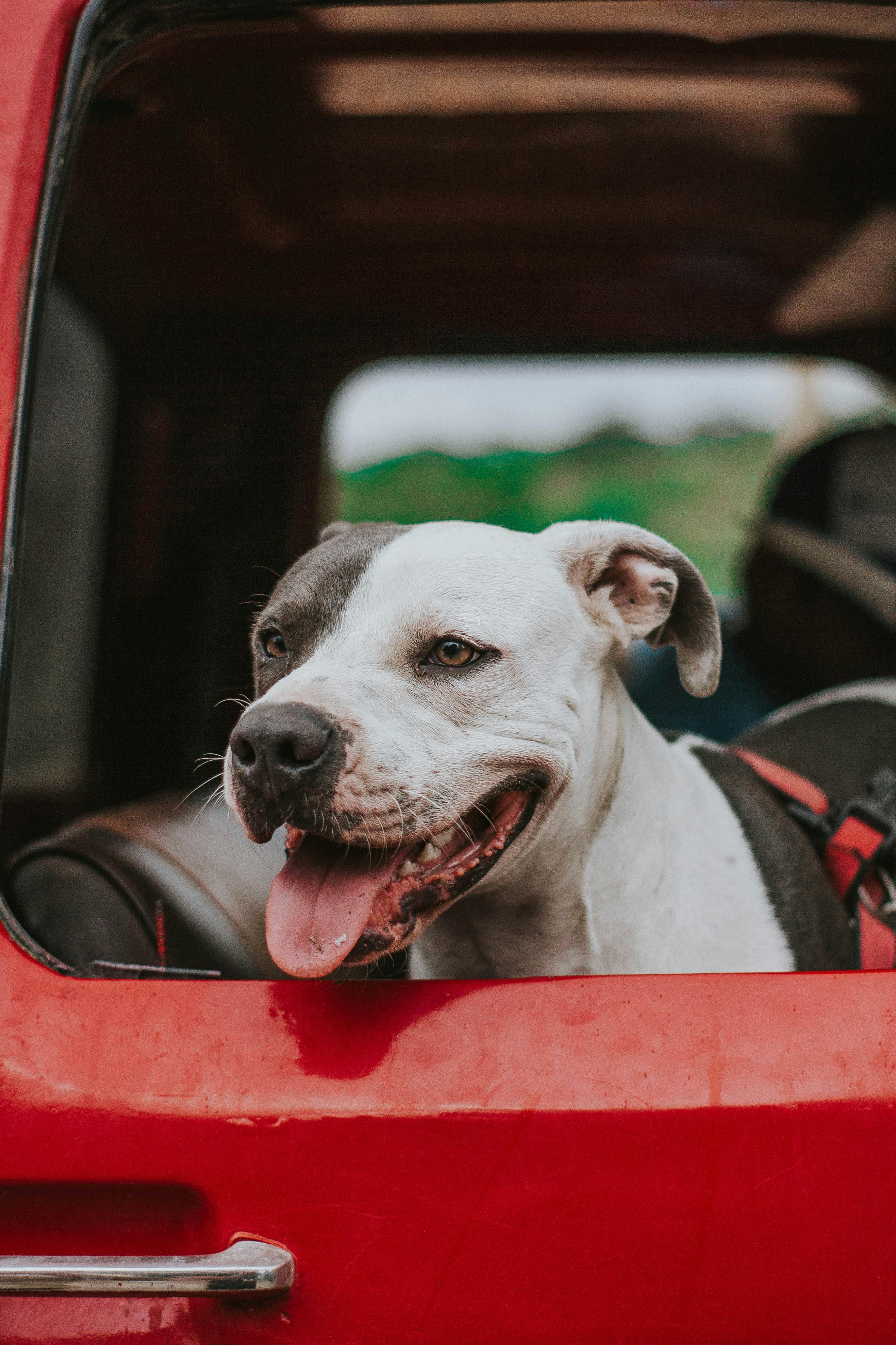 Transporte Exclusivo de Mascotas: Por Qué Tu Animal Merece Viajar Solo (y Cómo Conseguirlo)